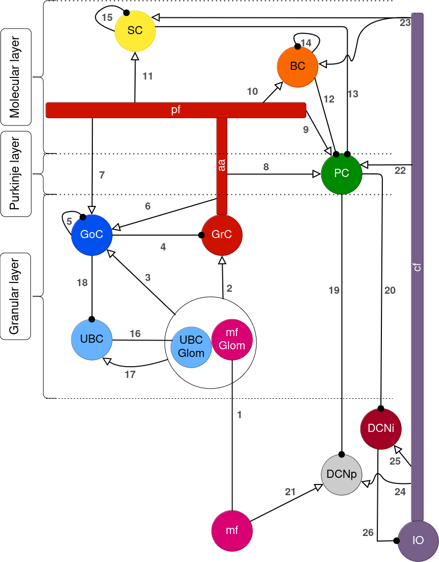 Schema-cereb-ctx